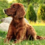 Irish Setter