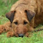 Irish Terrier