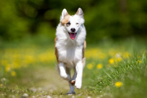 Islandhund im Auslauf