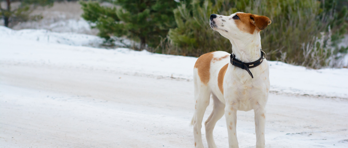 Istrianer Bracke im Schnee