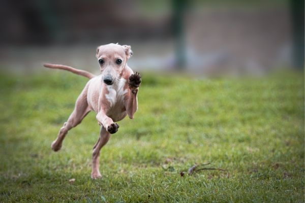 Windhunde von A bis Z: Italienisches Windspiel spielt im Garten