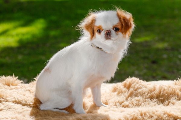 Kleiner weißer Hund mit braunen Flecken.