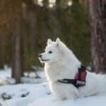 Japan-Spitz im Schnee