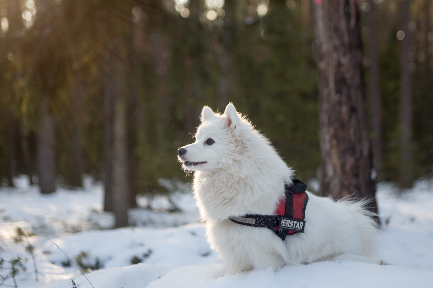 Japan-Spitz im Schnee