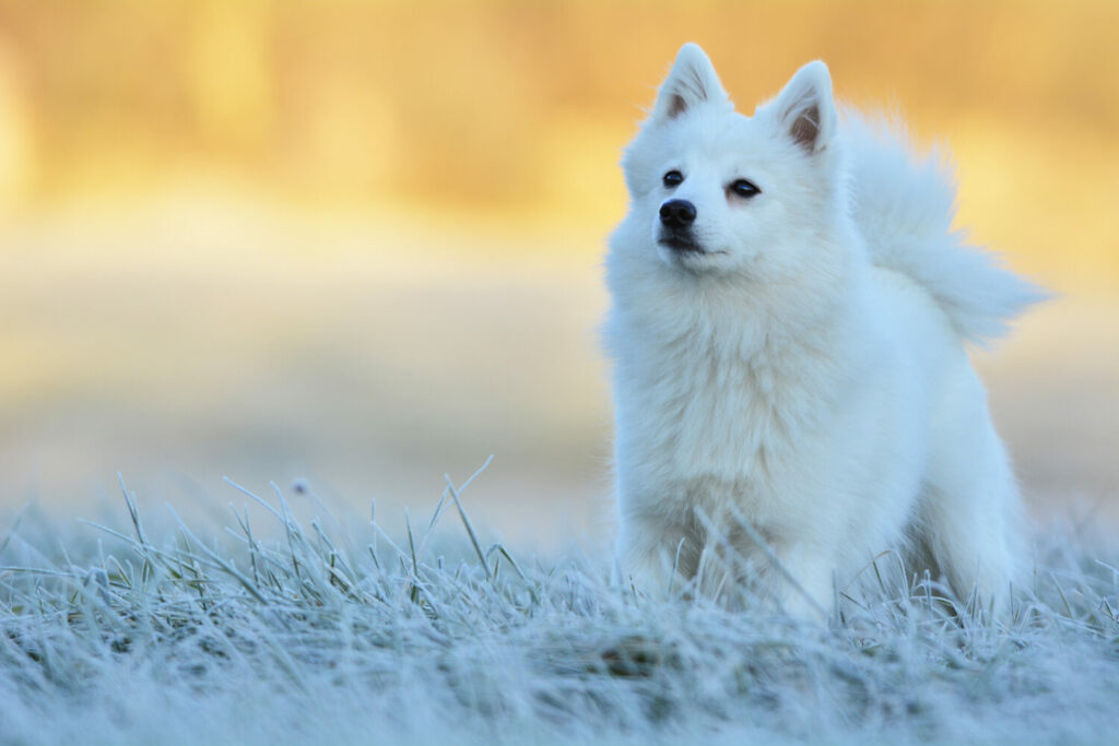 Japan-Spitz-in-der-Natur