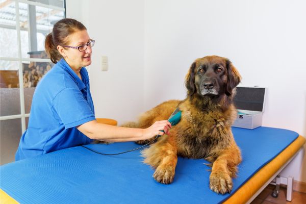 Frau macht Physiobehandlung an großem Hund. 