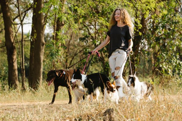 Junge Frau geht mit mehreren Hunden Gassi. 