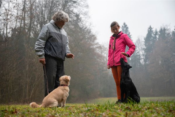 Zwei Menschen mit je einem Hund im Hundetraining auf einer Wiese. 