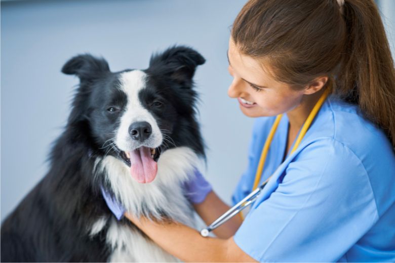 Tierärztin untersucht schwarz weißen Hund.