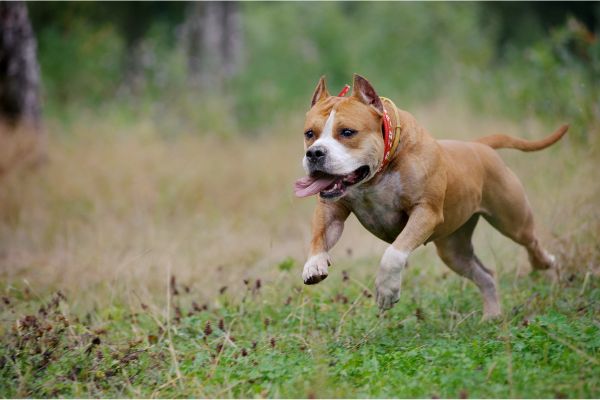 Kampfhunde: American Staffordshire Terrier rennt über eine Wiese