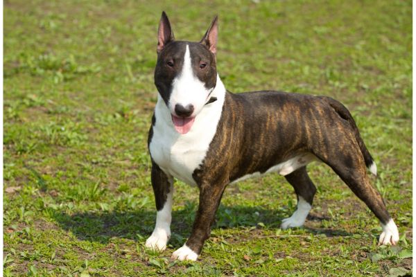 Kampfhunde: Bullterrier steht auf einer Wiese