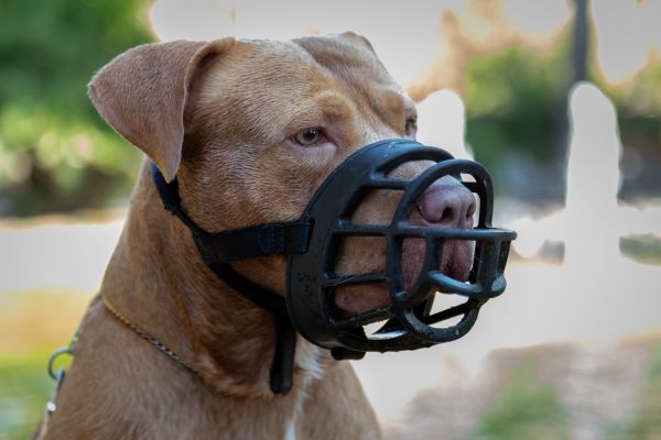 Kampfhunde: Hund mit Maulkorb