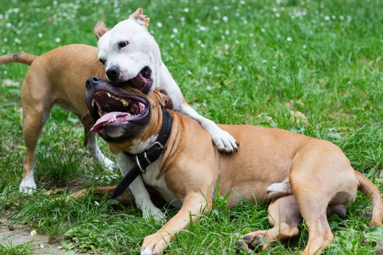 Kampfhunde: zwei Hunde kämpfen spielerisch miteinander