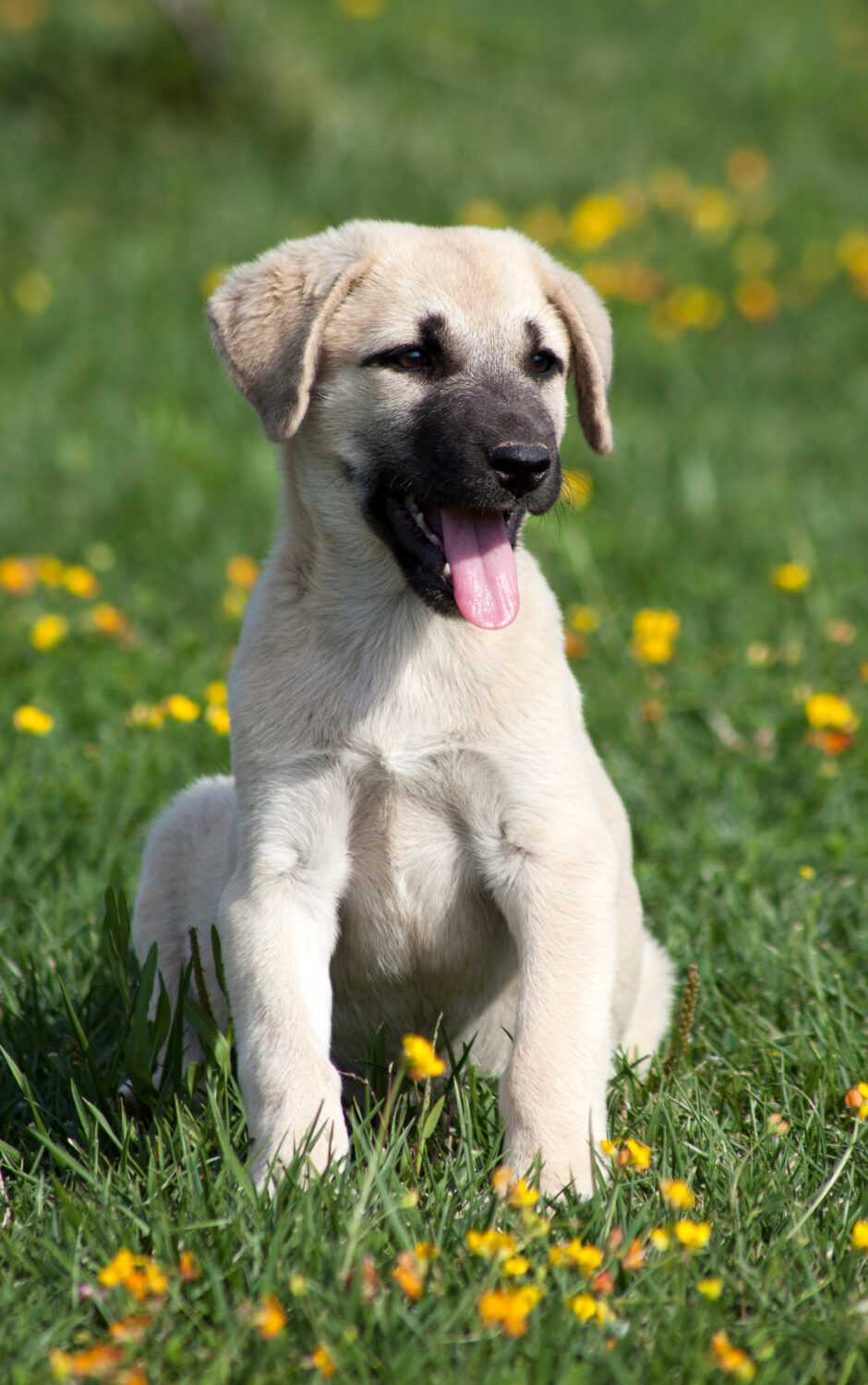 Kangal Welpe