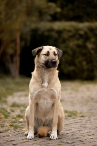 Kangal im Sitzen