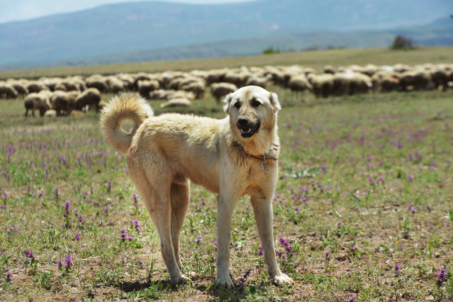 Türkische Hunderassen: Kangal in der Natur mit Schafen