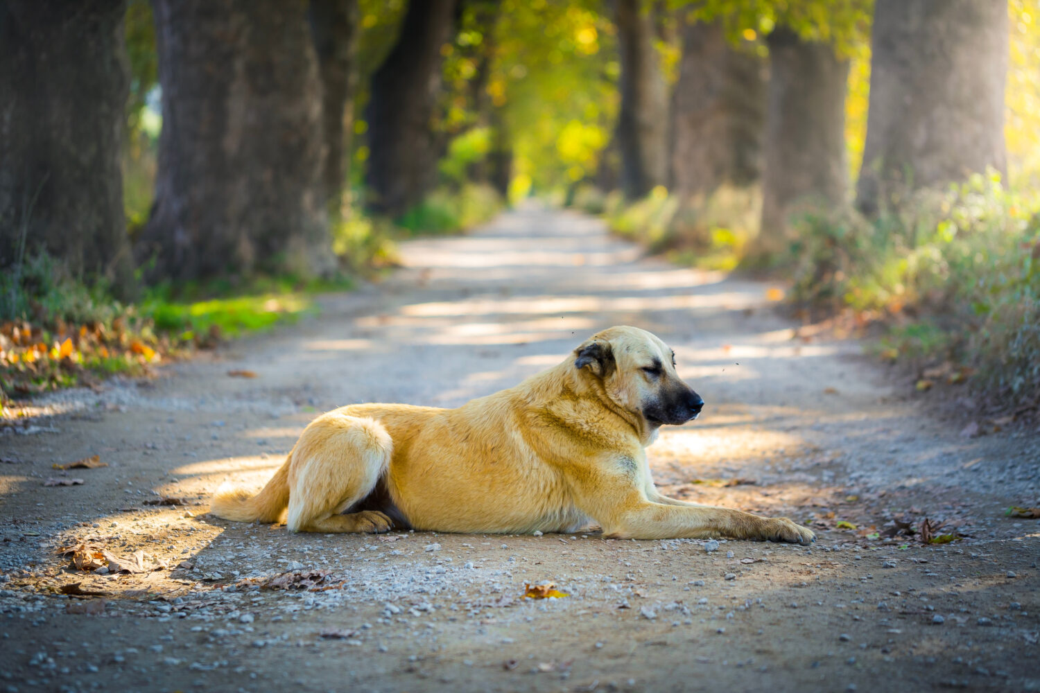 Kangal von der Seite