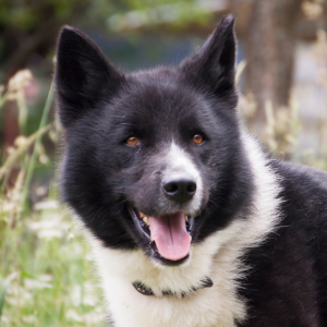 Karelischer Bärenhund im Portrait