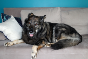 Kars-Schäferhund auf dem Sofa