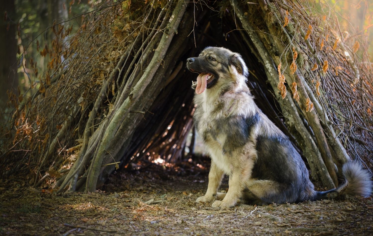 Karst-Schäferhund im Sitzen