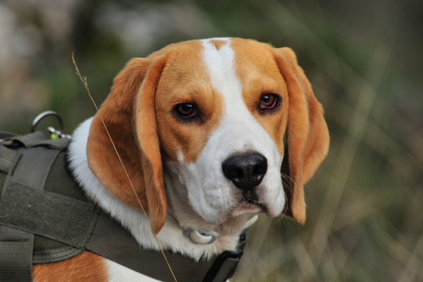 Kastration-hund-beagle