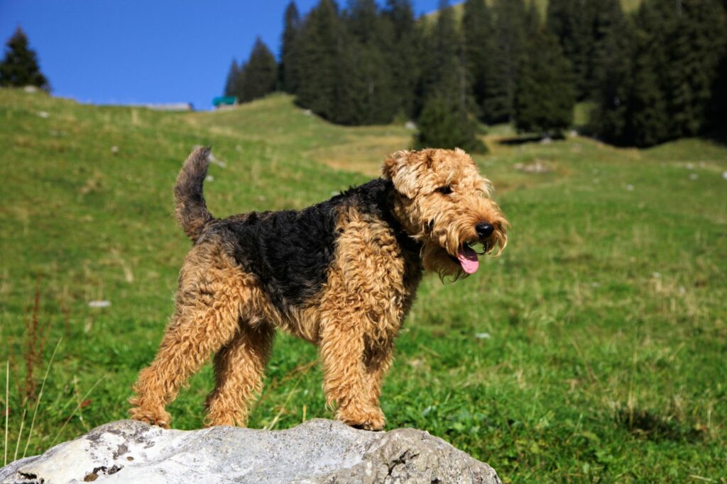 Welsh Terrier steht auf einem Felsen vor einer Wiese