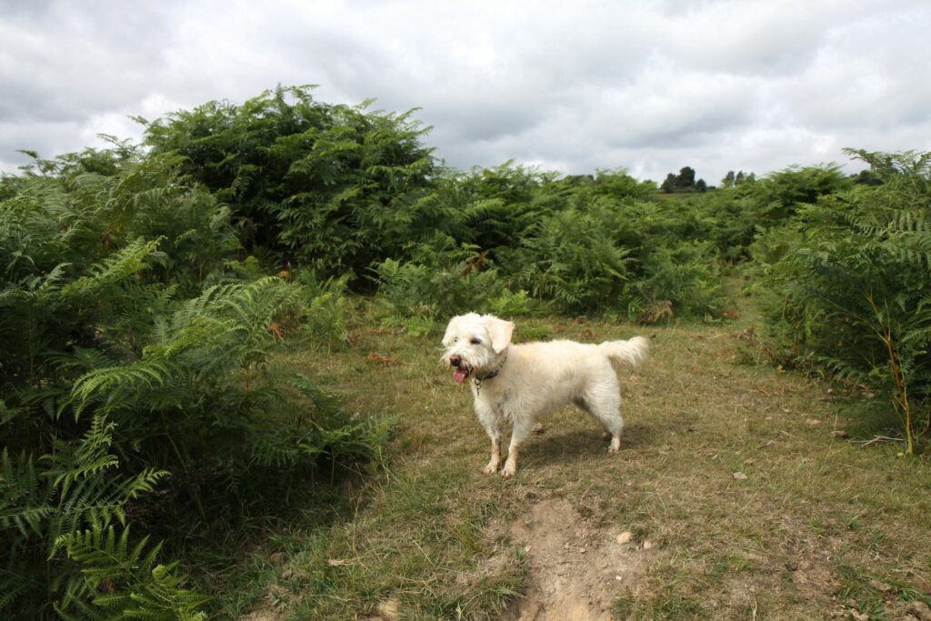 Westiepoo steht neben Büschen