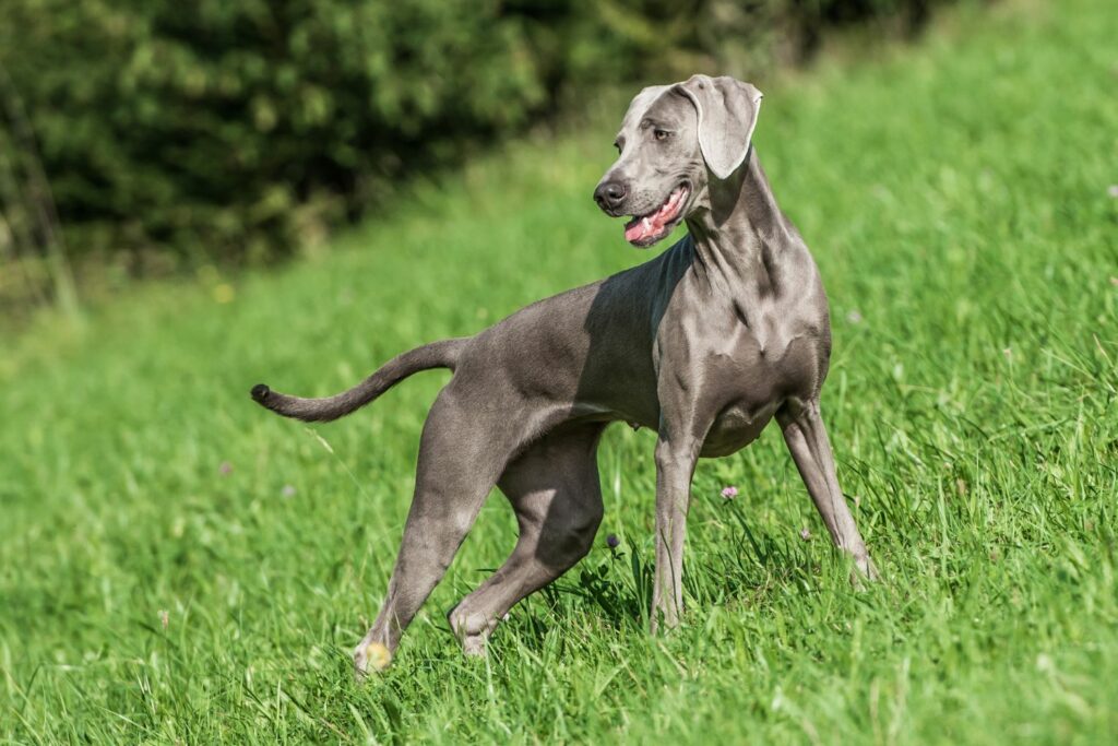 Weimaraner steht auf Wiese