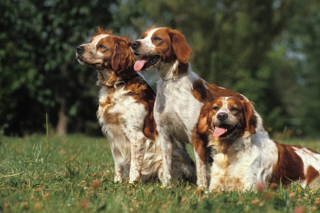 Drei Welsh Springer Spaniels stehen nebeneinander auf Gras