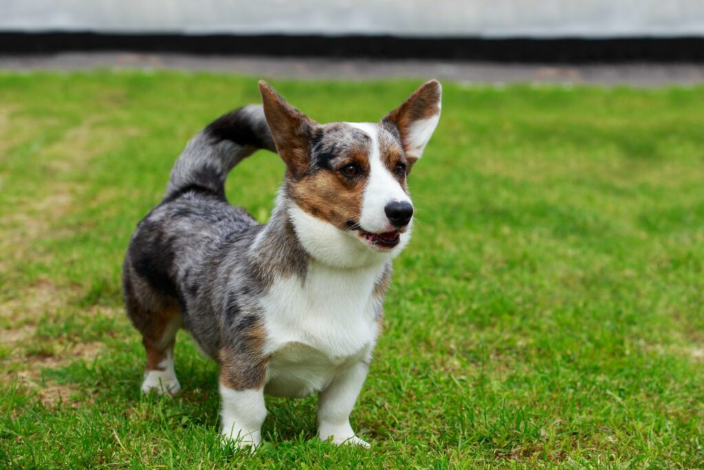 Welsh Corgi Cardigan steht auf Gras