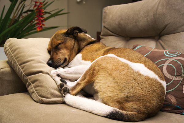 Hund schnarcht, liegt auf schlafend auf dem Sofa.