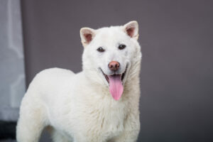 Kishu im Portrait