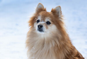 Kleinspitz im Schnee