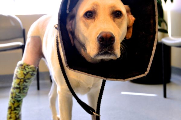 Knochenkrebs beim Hund Behandlung: Hund mit Verband am Bein