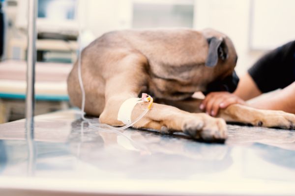 Knochenkrebs beim Hund Ursachen für Knochenkrebs