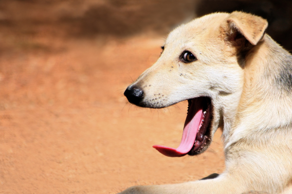 Körpersignale Hund