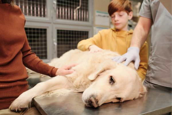 Kohletabletten Hund - Hund liegt auf Behandlungstisch.