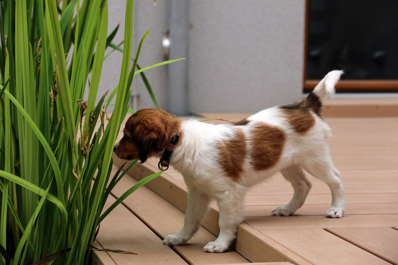 Nederlandse Kooikerhondje