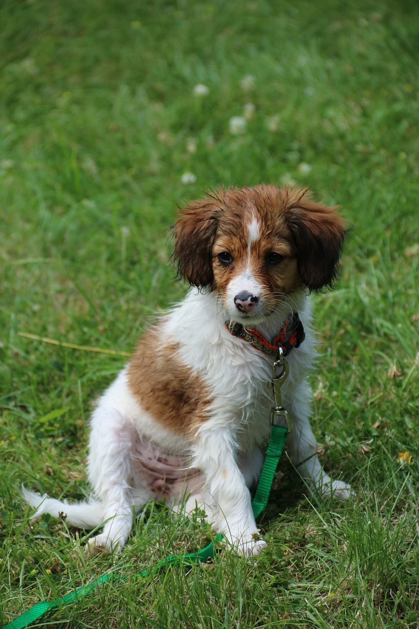 Nederlandse Kooikerhondje