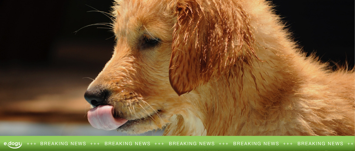 Hund erstickt fast an WhirlpoolWasser Tierärzte appellieren an