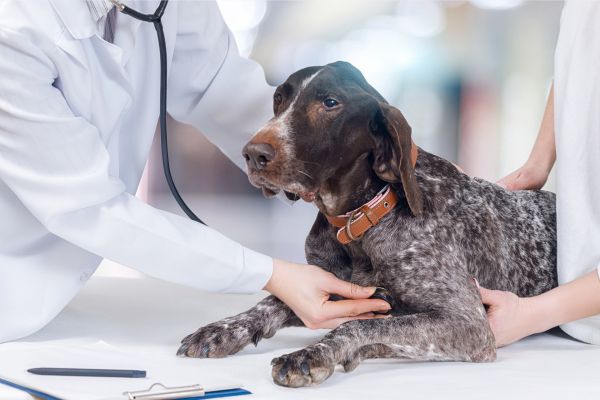 Alter Hund frisst nicht mehr: Deutsch-Kurzhaar lässt sich beim Tierarzt untersuchen