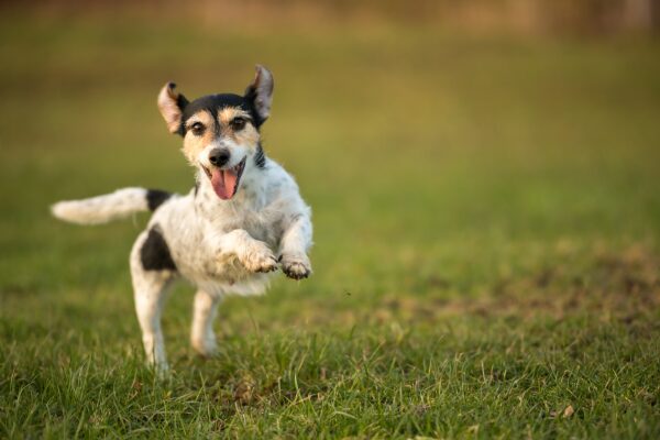 Kreuzbandriss beim Hund