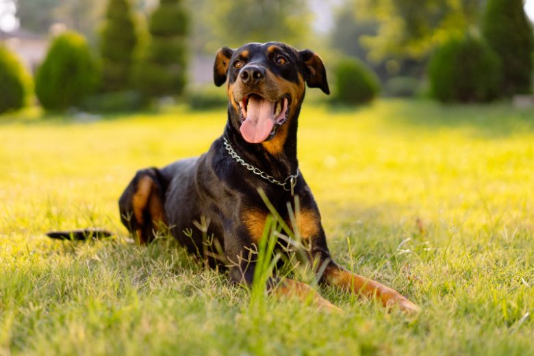 Kurzhaar Hunderassen Das musst Du wissen! edogs Magazin