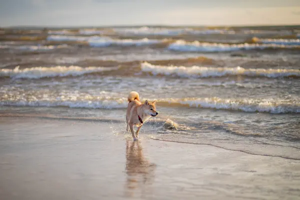 Hund läuft am Strand 