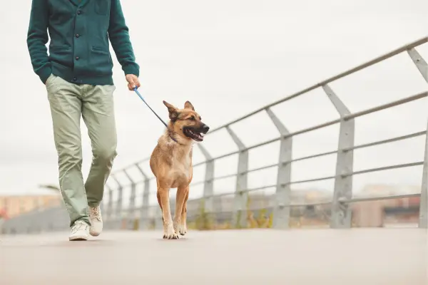Mann geht mit einem Hund spazieren auf einer Brücke