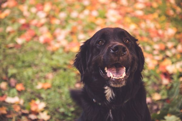 Labernese sitzt auf einer Wiese mit Laub und guckt in die Kamera