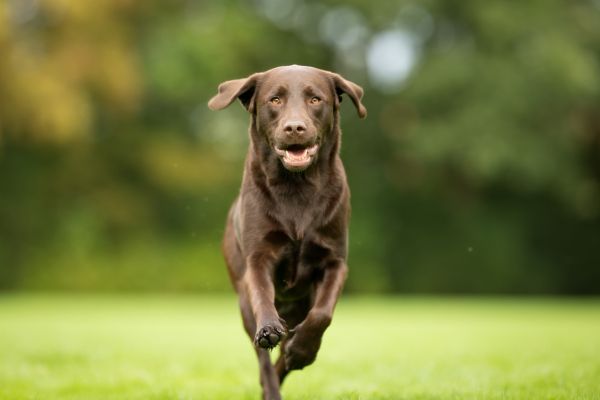 Labrador Retriever rennt auf einer Wiese in Richtung der Kamera
