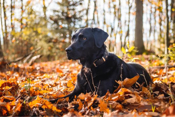 Labrador Retriever liegt in einem Wald auf dem Boden im Laub