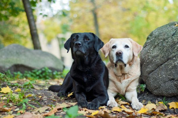 Zwei Labrador Retriever liegen im Wald