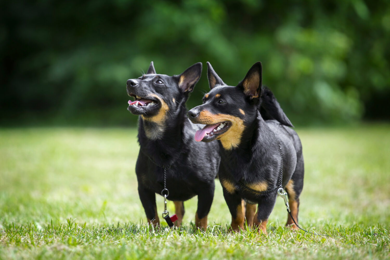 zwei Lancashire Heeler auf der Wiese stehend